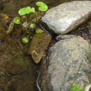 Image of Hydrocotyle chamaemorus Cham. & Schltdl.