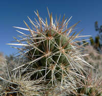 Image of Wiggins' cholla