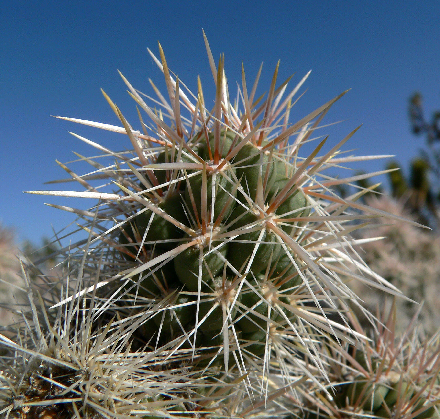 Image of Wiggins' cholla