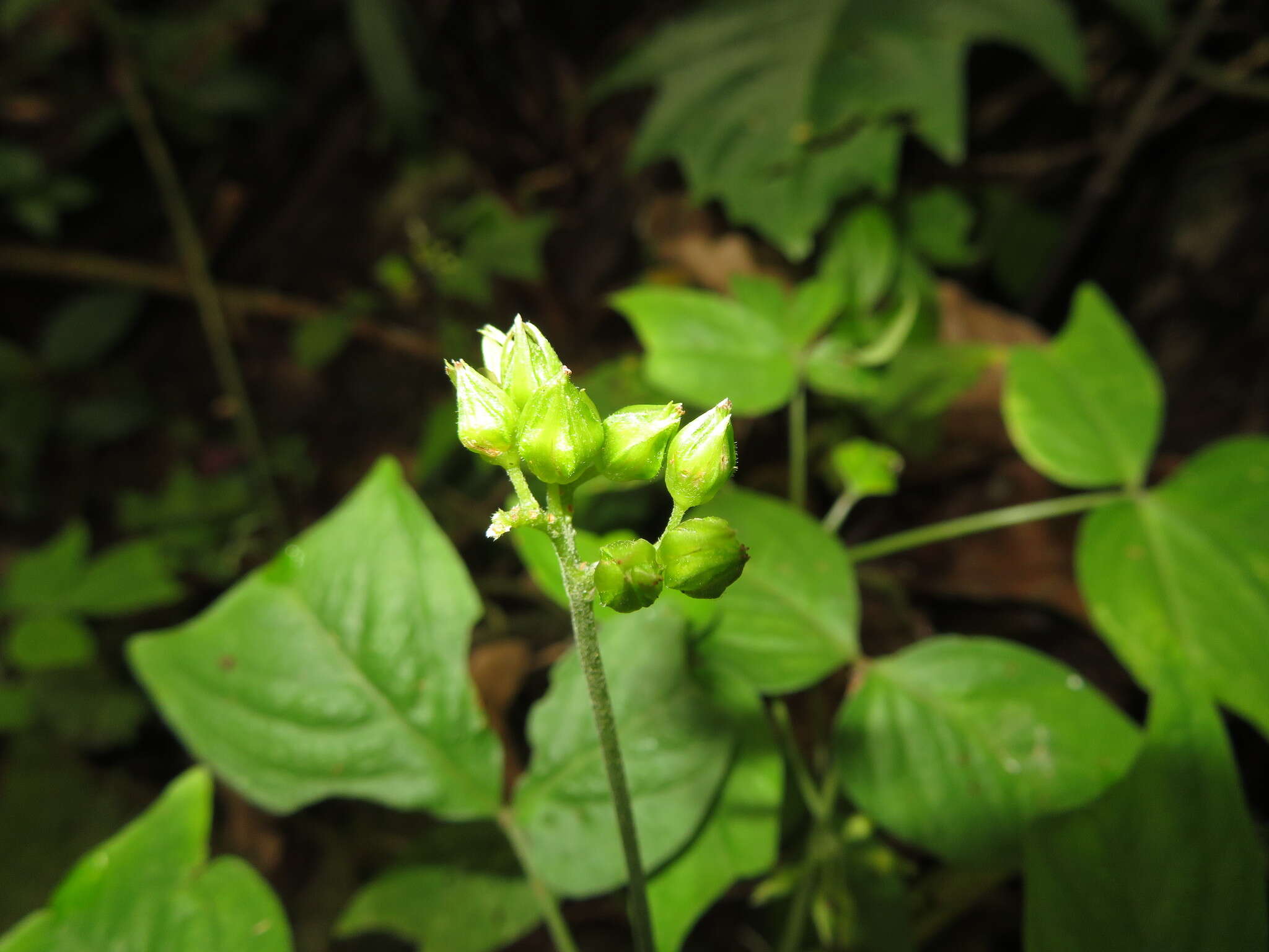 Sivun Oxalis semitruncata A. Lourteig kuva