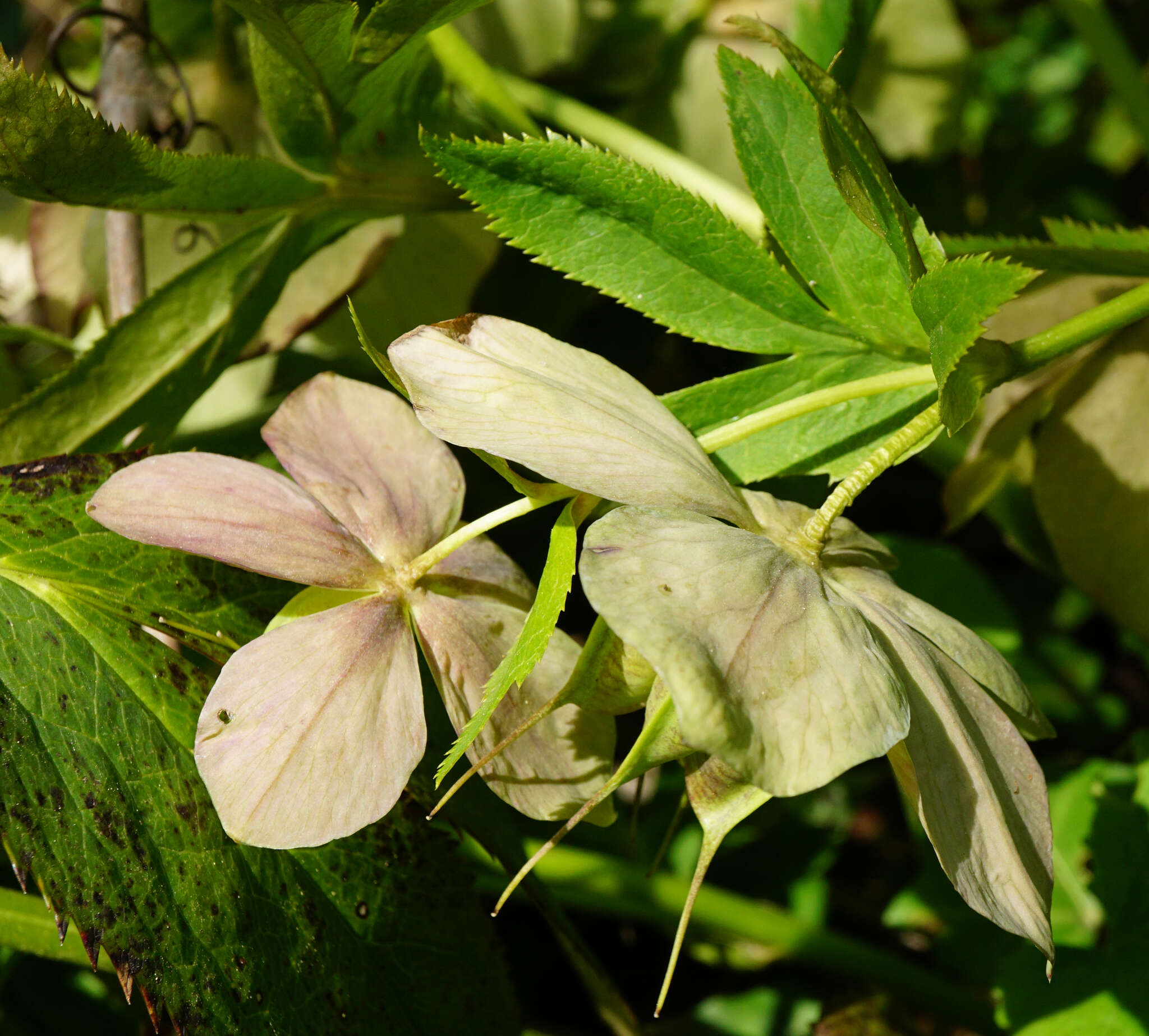 Image of Helleborus × hybridus H. Vilm.