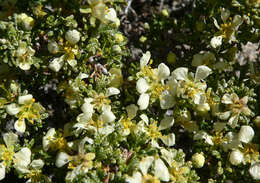 Image of desert bitterbrush