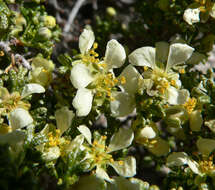 Image of desert bitterbrush