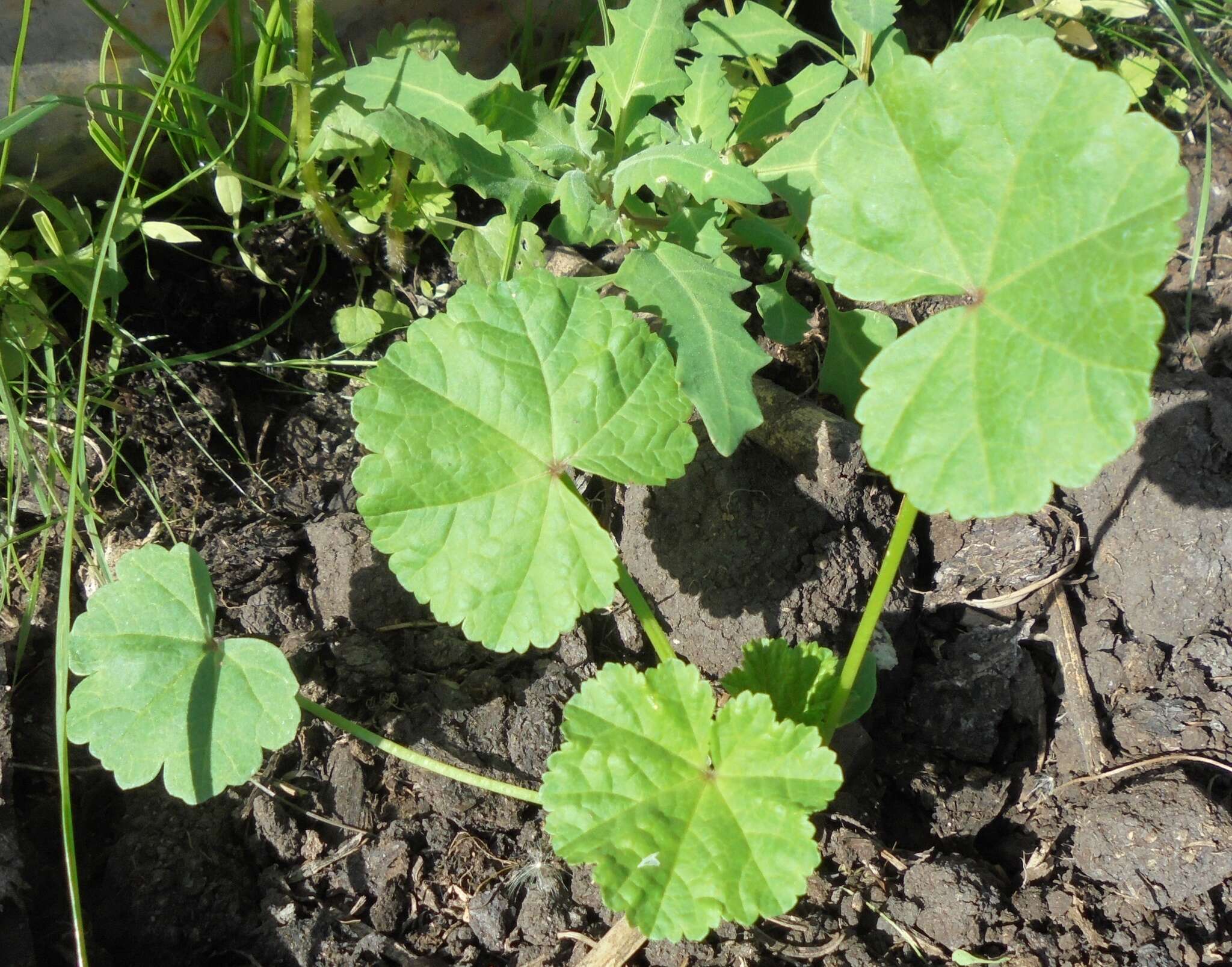 Image of low mallow