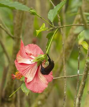 Image of Black-throated Sunbird