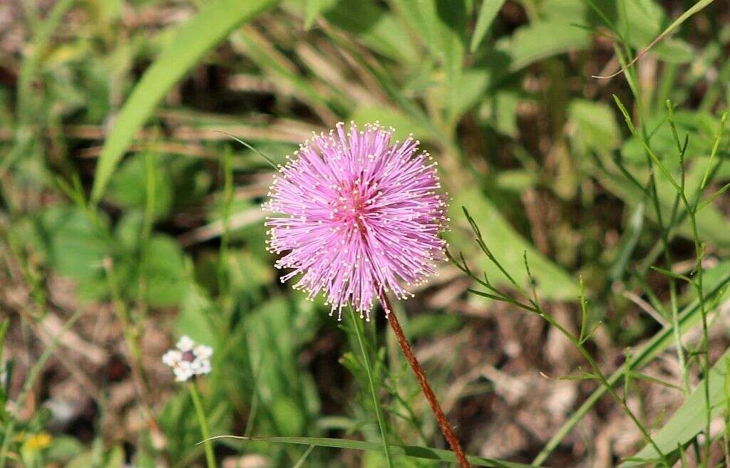 Imagem de Mimosa strigillosa Torr. & A. Gray