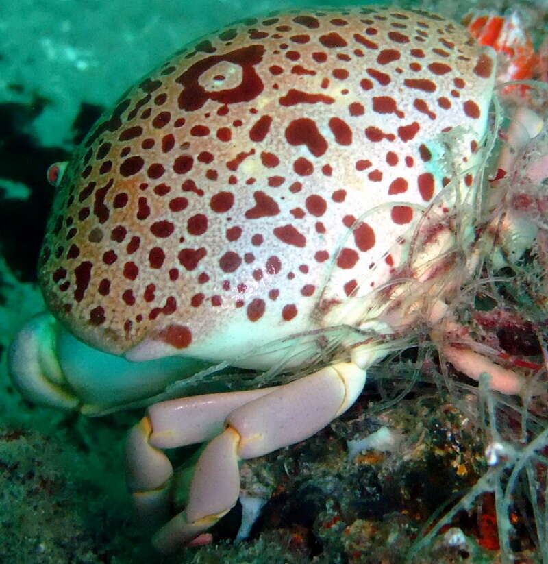 Image of convex reef crab