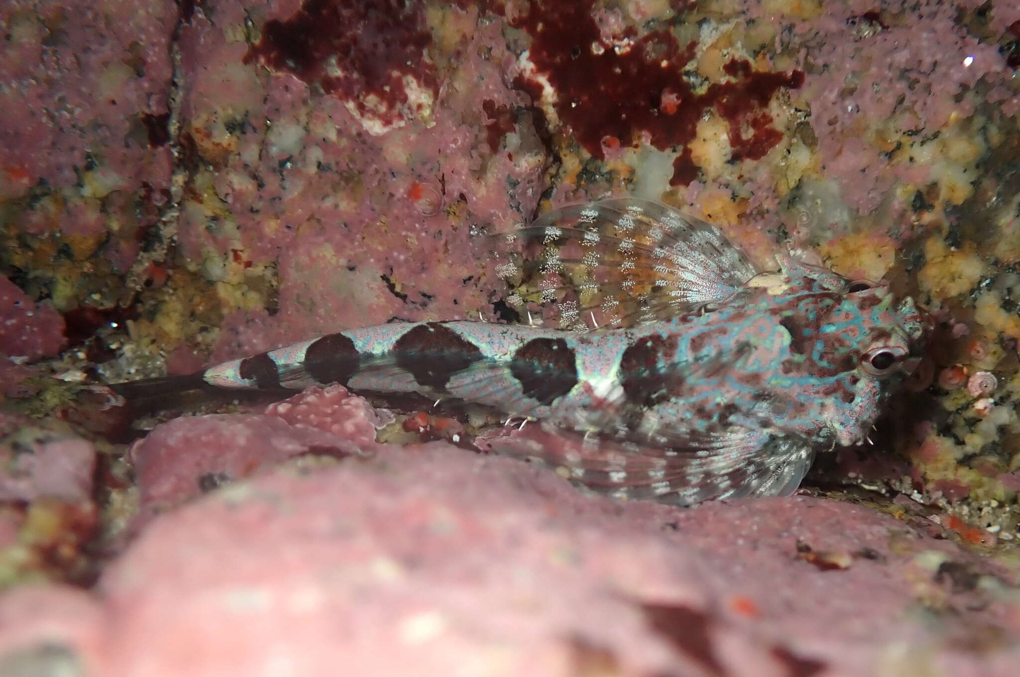 Image of Prickly sculpin