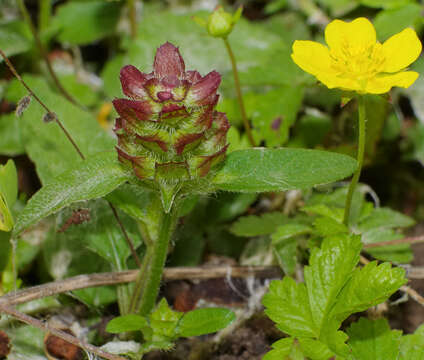 Image of common selfheal