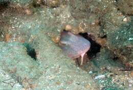 Image of blind sharks