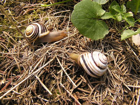 Image of White-lipped banded snail