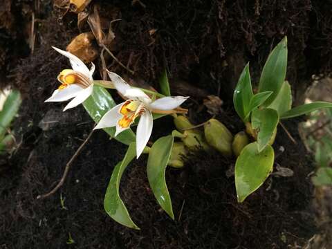 Image of Coelogyne corymbosa Lindl.