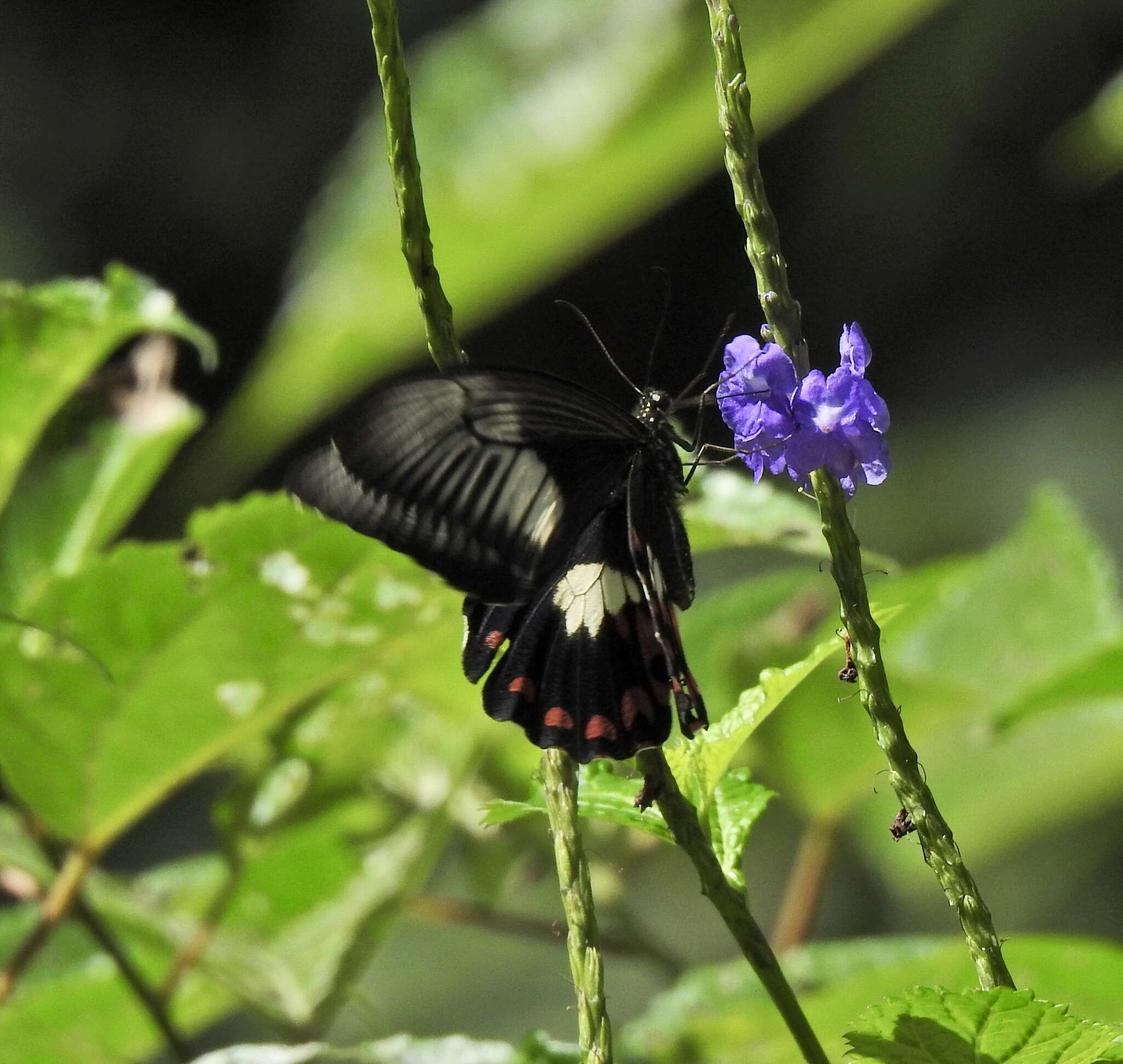 Image of Papilio ambrax Boisduval 1832