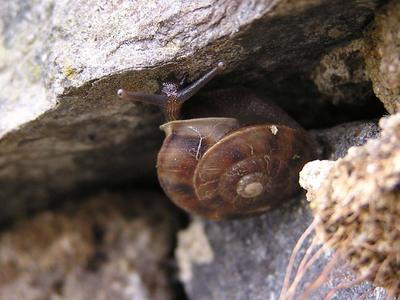 Imagem de Helicigona lapicida (Linnaeus 1758)