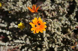 Image of beetle daisy