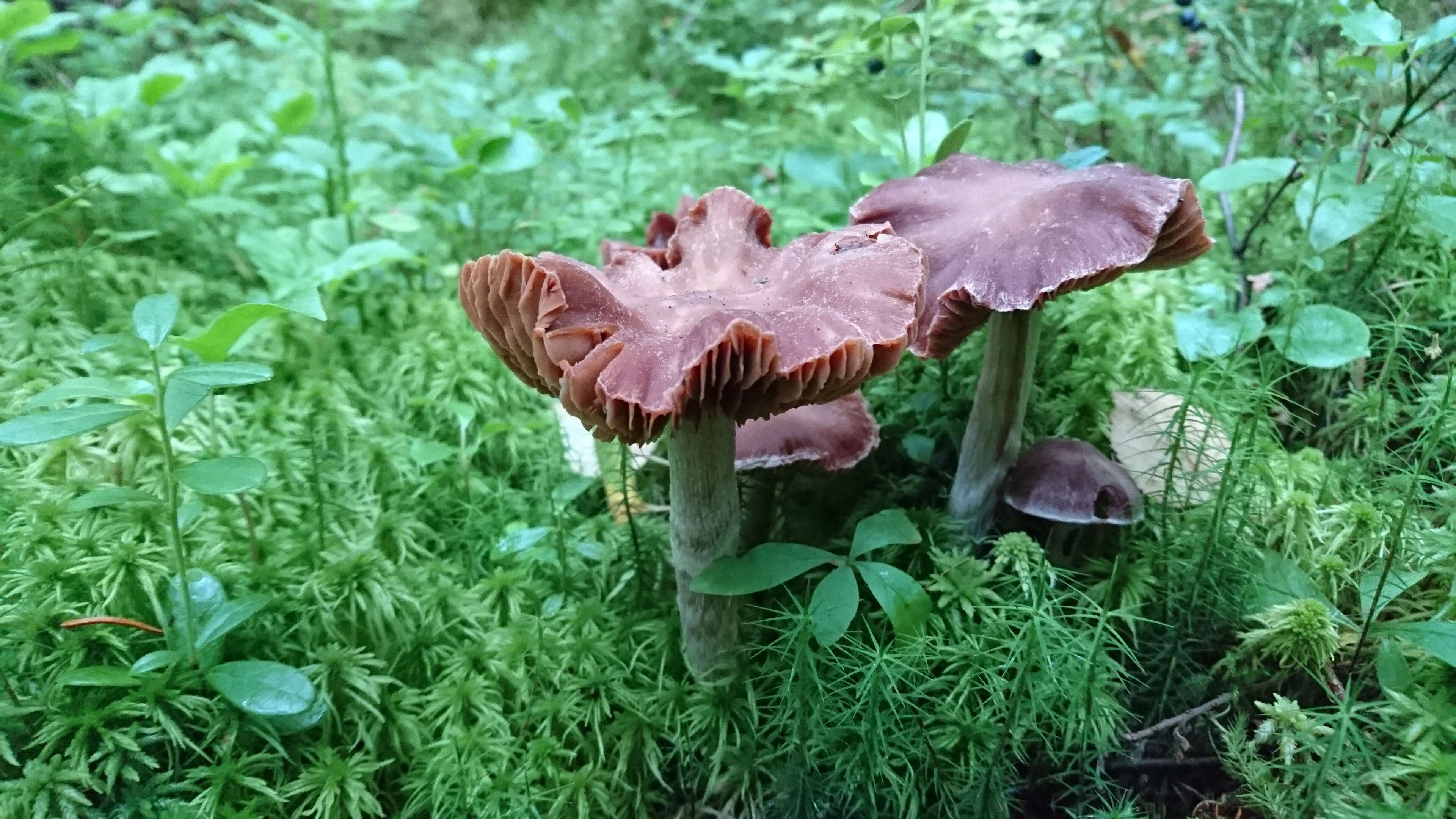 Image of Cortinarius evernius (Fr.) Fr. 1838