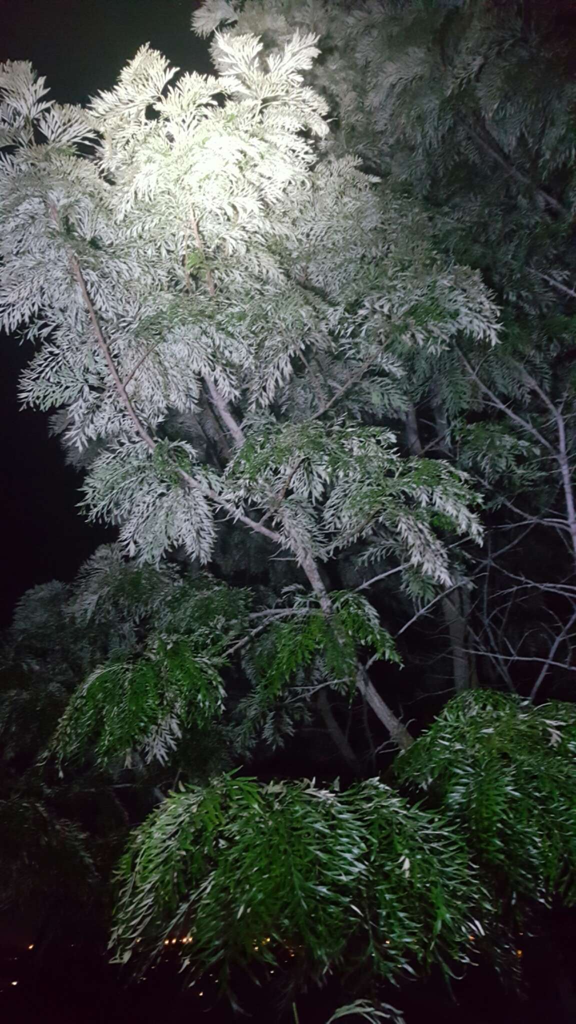 Plancia ëd Grevillea robusta A. Cunn. ex R. Br.