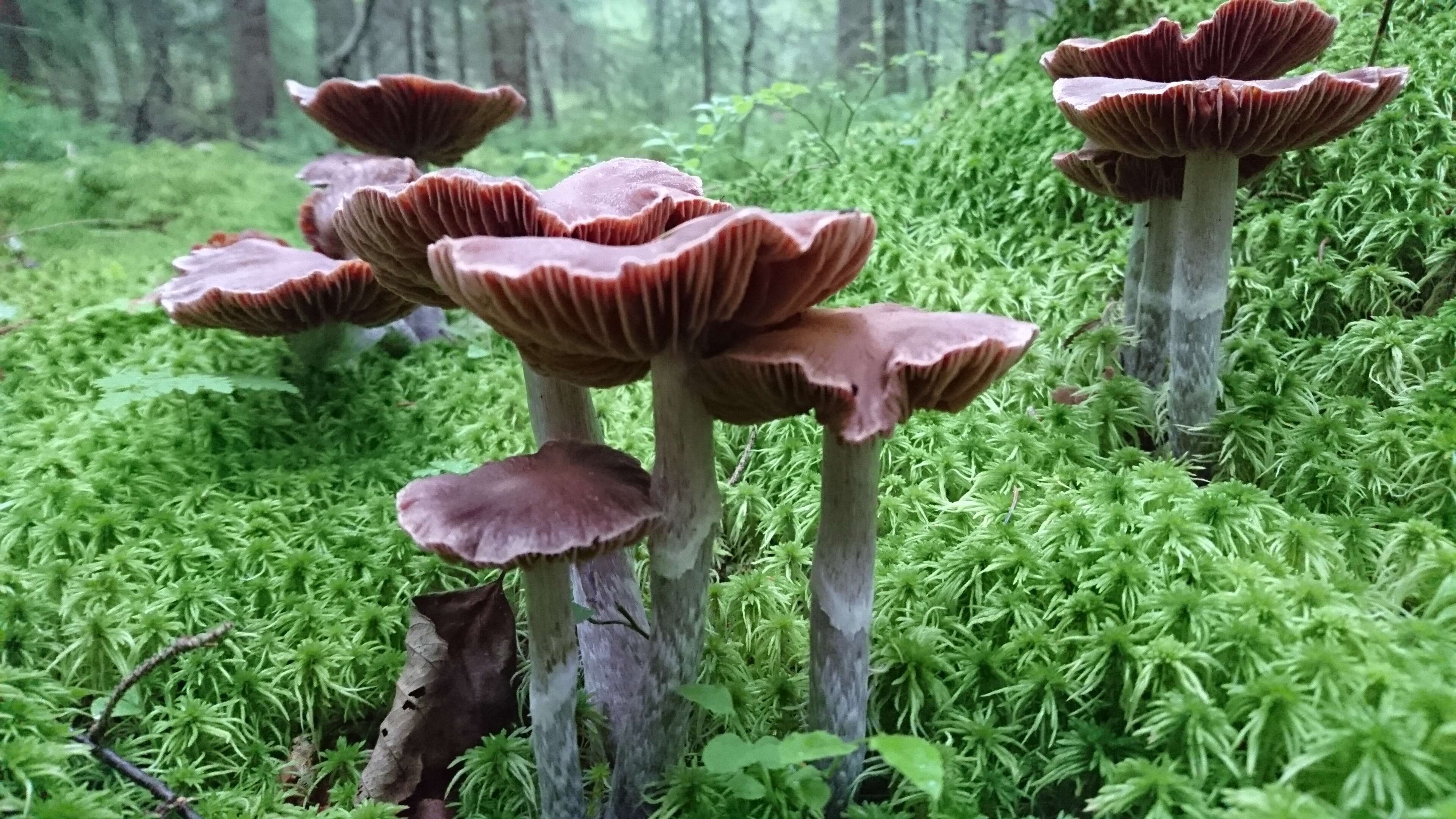 Image of Cortinarius evernius (Fr.) Fr. 1838