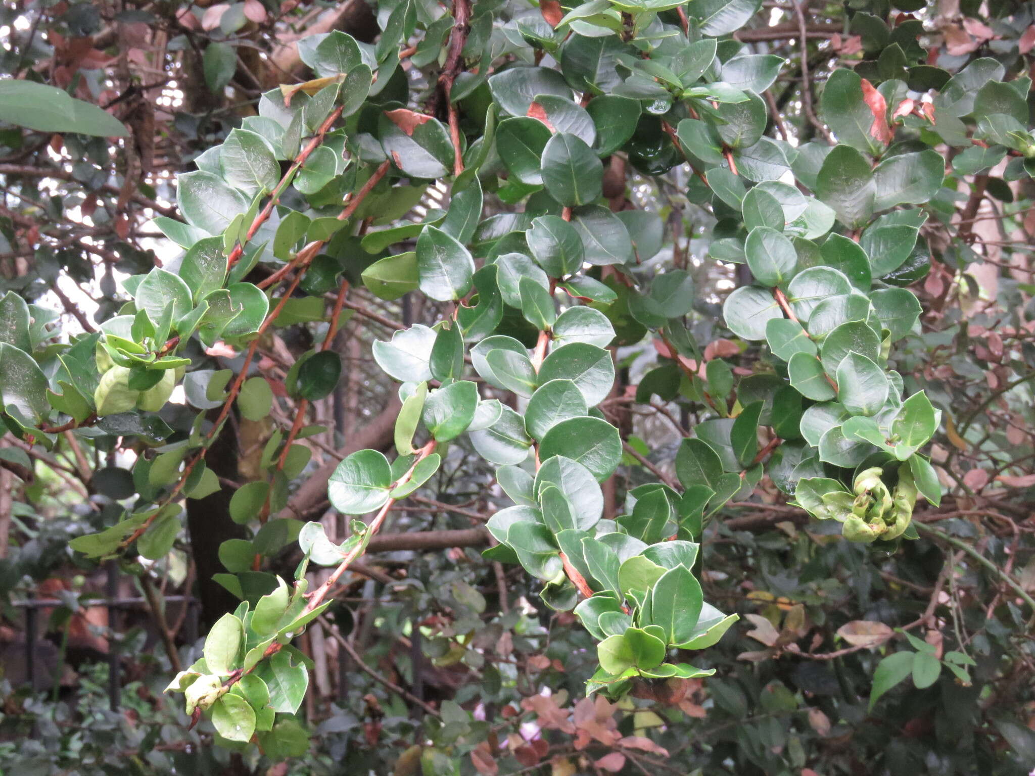 Image of Myrcianthes leucoxyla (Ortega) Mc Vaugh