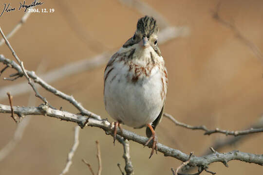 Image of Rustic Bunting