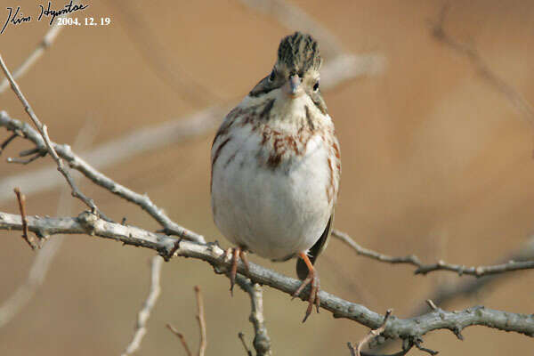 Image of Rustic Bunting