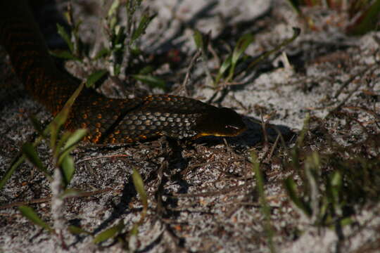 Image of Notechis scutatus occidentalis Glauert 1948