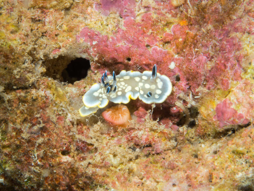 Image of Ardeadoris tomsmithi (Bertsch & Gosliner 1989)