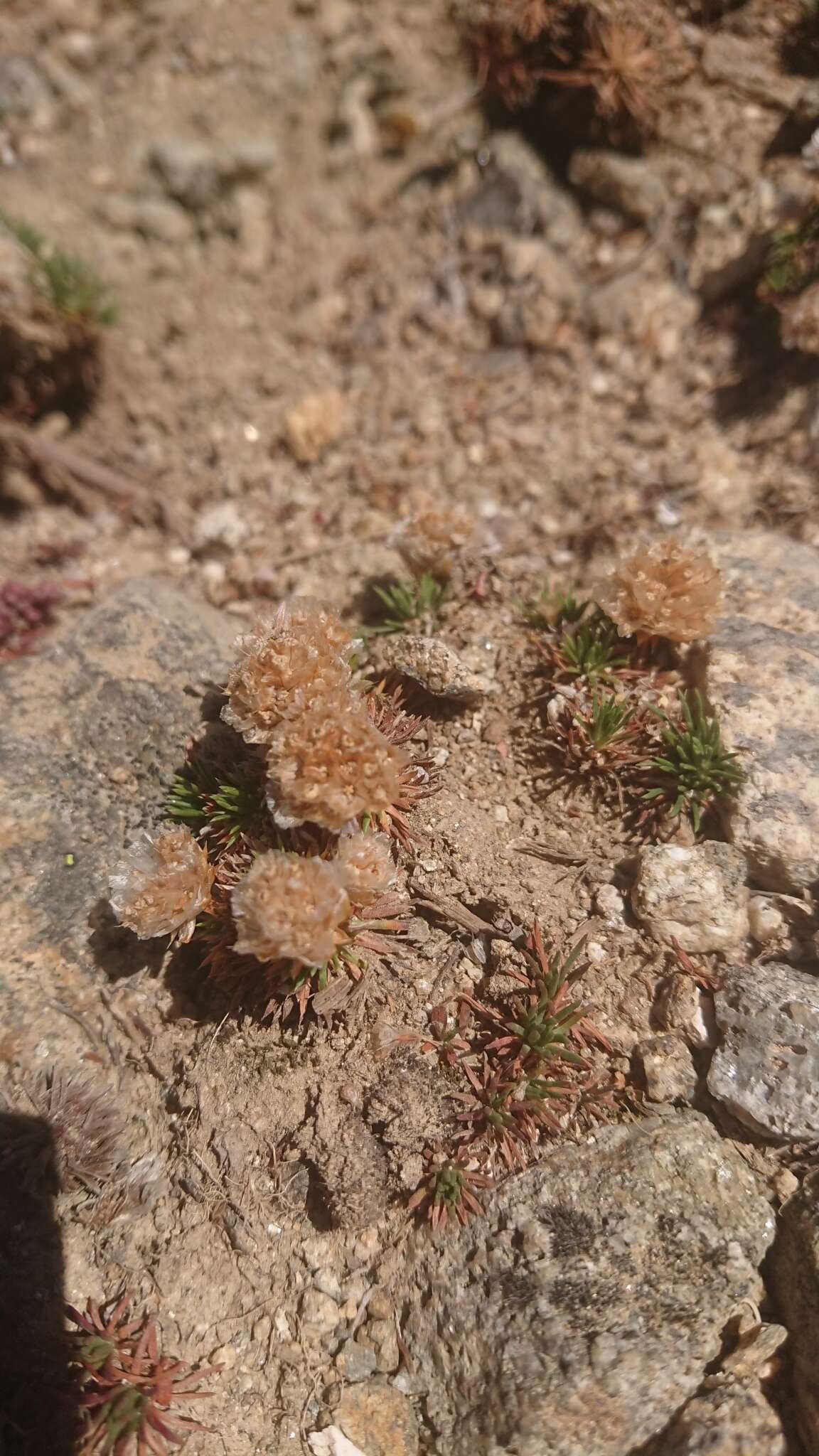 صورة Armeria caespitosa (Ortega) Boiss.