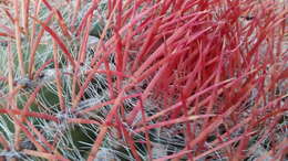 Ferocactus pilosus (Galeotti) Werderm. resmi