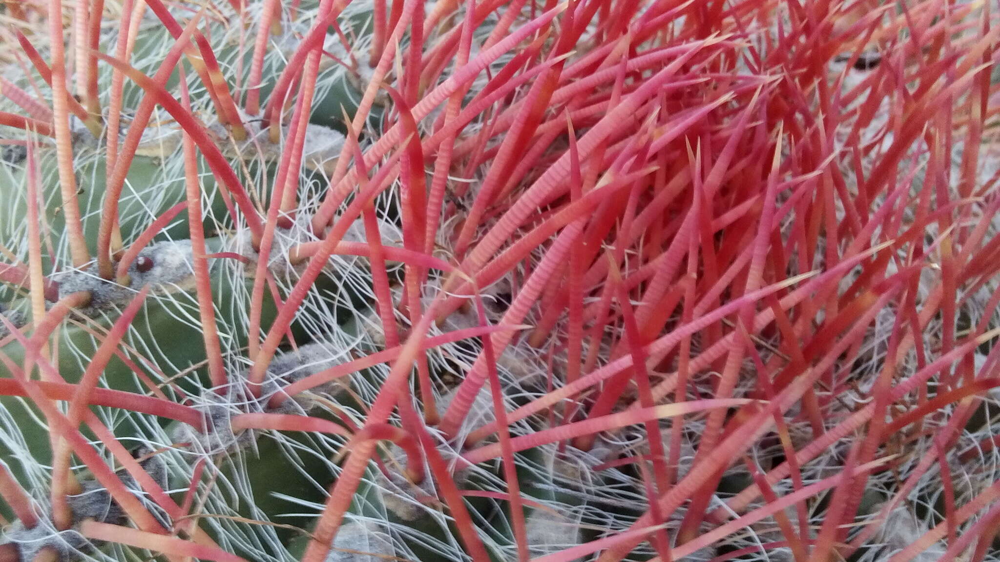 Ferocactus pilosus (Galeotti) Werderm. resmi