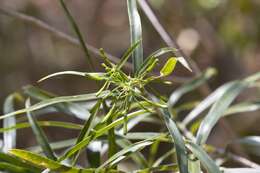 Image of Dracaena reflexa var. occidentalis H. Perrier