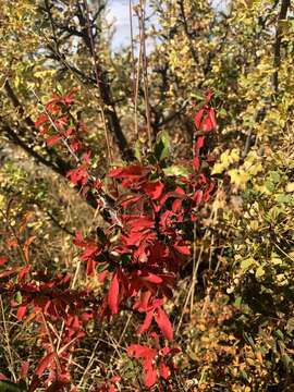 Image of Berberis sibirica Pall.