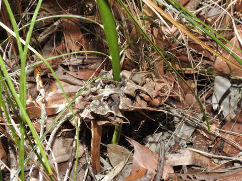 Image of Cycad