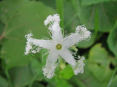 Image of Trichosanthes tricuspidata Lour.