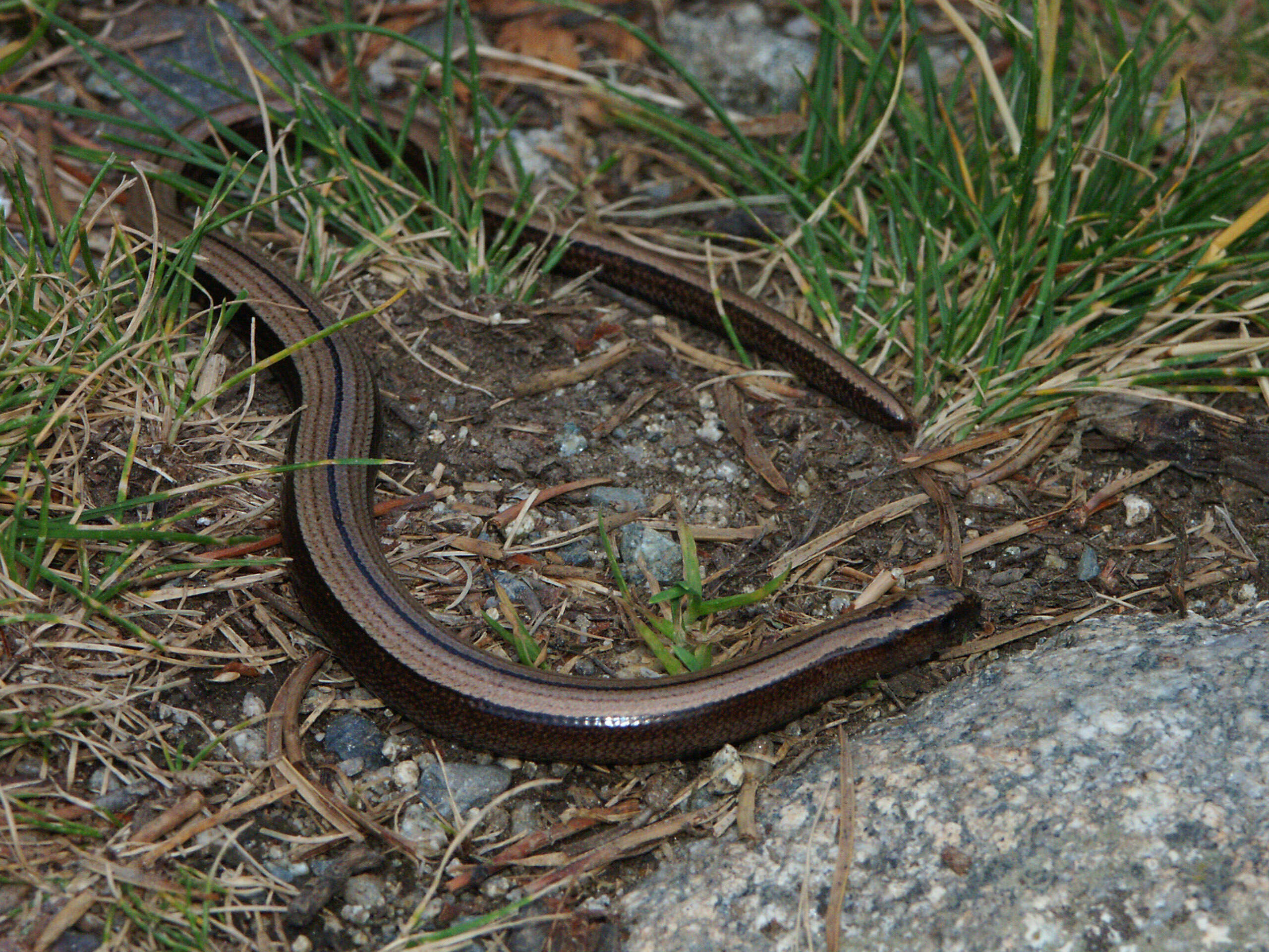 Image of Slow worm