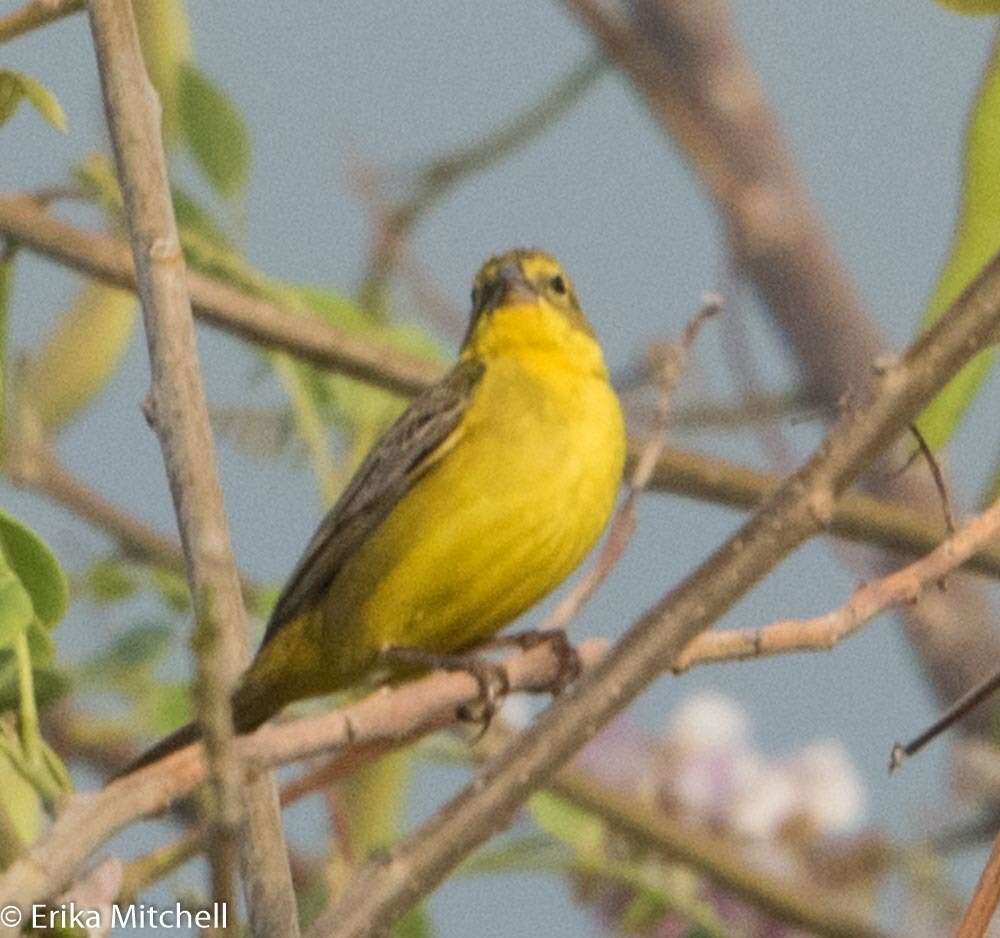 Image of Grassland Yellow Finch