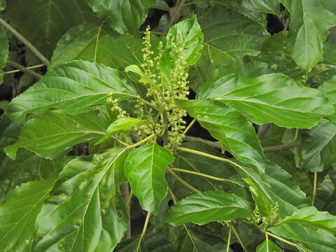 Image of Claoxylon hillii Benth.