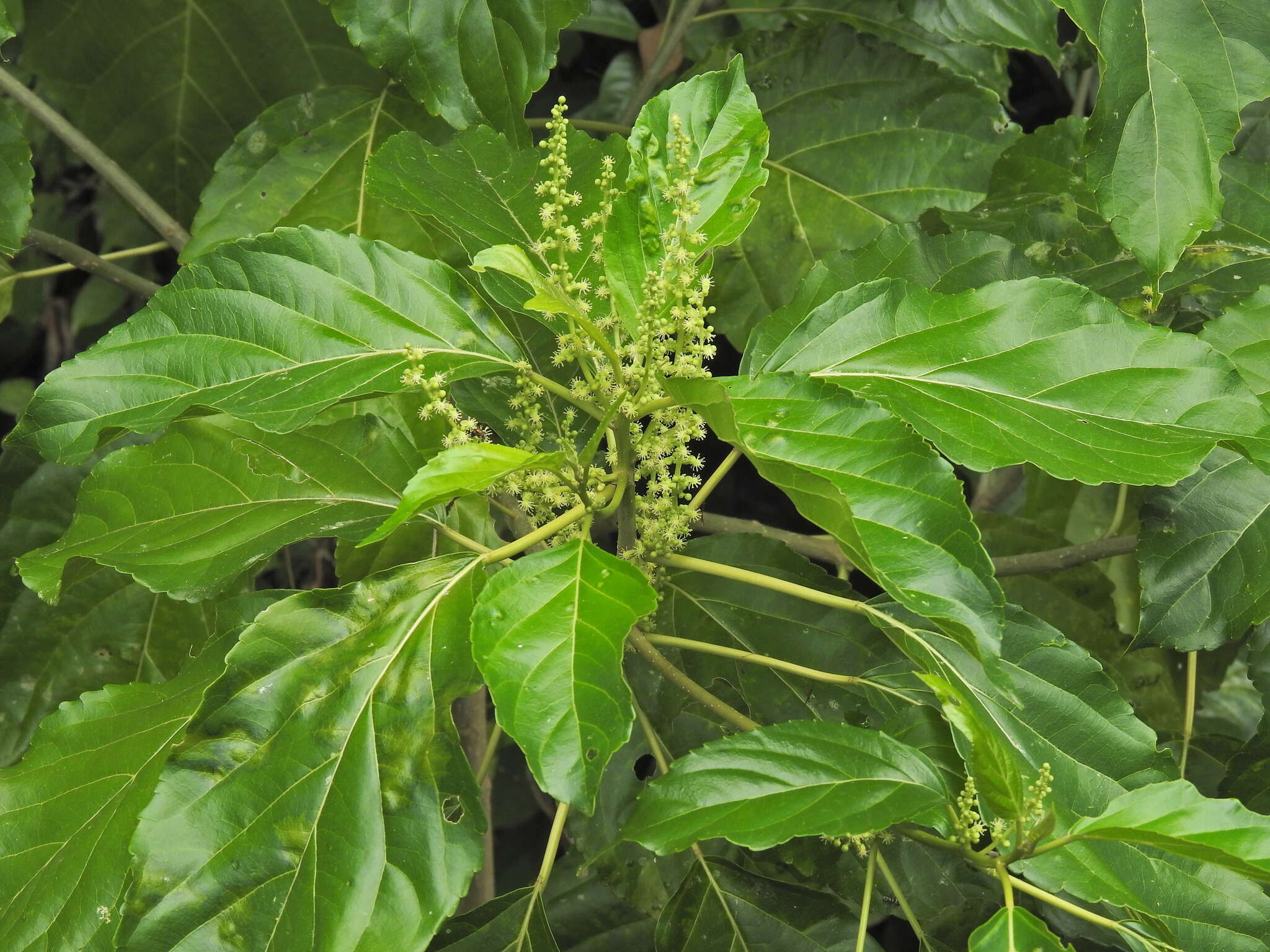 Image of Claoxylon hillii Benth.