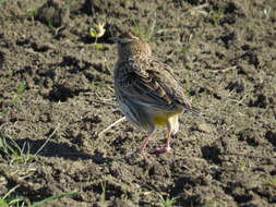 Image of Meadowlark