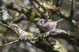 Image of Brown Creeper