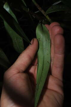 Image of Epidendrum aggregatum Lindl.