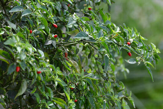 Imagem de Capsicum annuum var. glabriusculum (Dun.) Heiser & Pickersgill