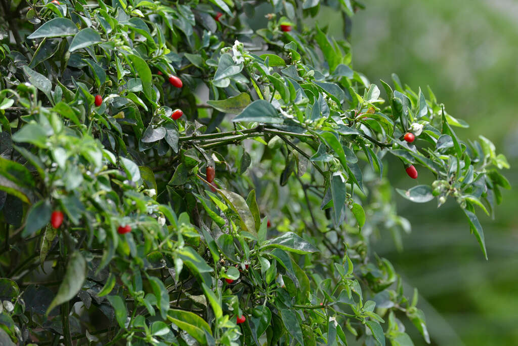 صورة Capsicum annuum var. glabriusculum (Dun.) Heiser & Pickersgill