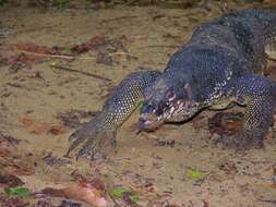 Image of Varanus palawanensis Koch, Gaulke & Böhme 2010