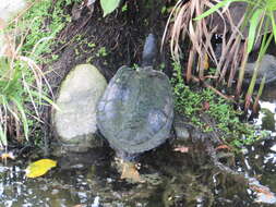 Image of Trachemys stejnegeri vicina (Barbour & Carr 1940)