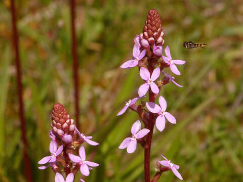 Image of Stylidium armeria subsp. armeria