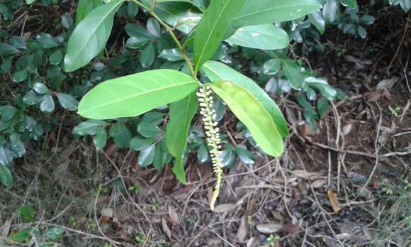 Citharexylum caudatum L.的圖片