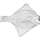 Image of Speckled flounder
