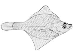 Image of Speckled flounder