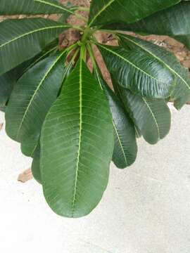 Image of bridal boquet